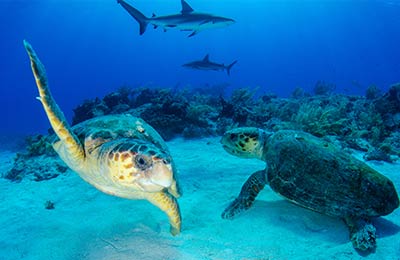 Bahamas Ferriesにて楽しい旅を送ることが出来るでしょう。